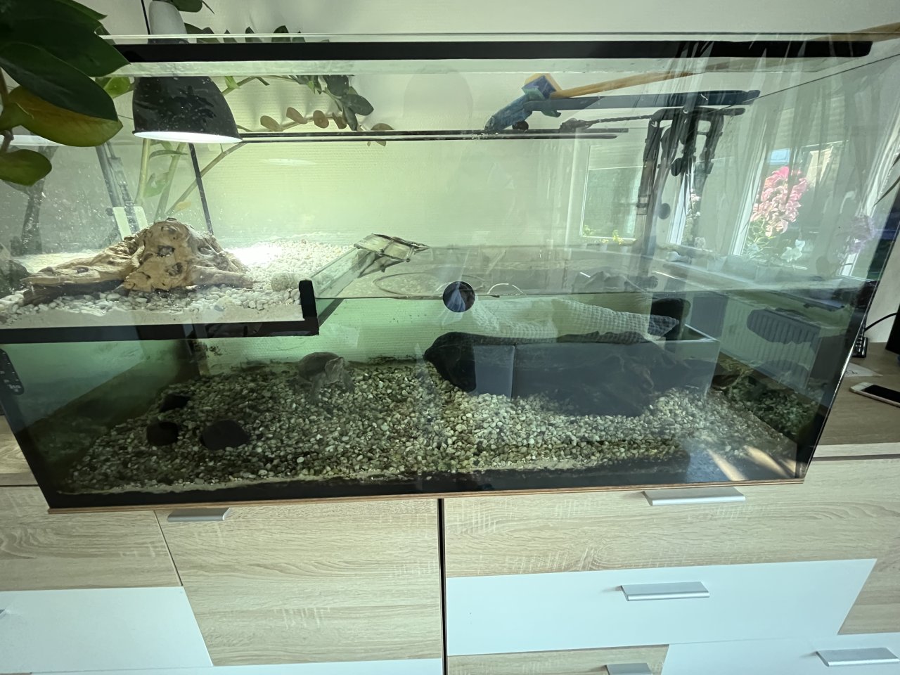 2 Moschusschildkröten - Reptilien - Bredstedt 