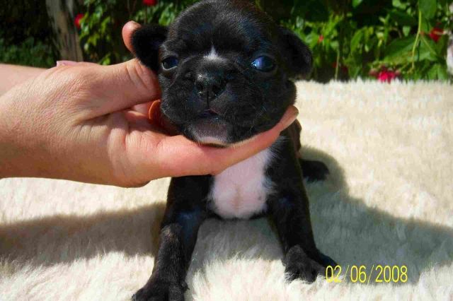 FRANZÖSISCH BULLDOG WELPEN, GESTROMT AUS HAUSAUFZUCHT - Hunde - berlin