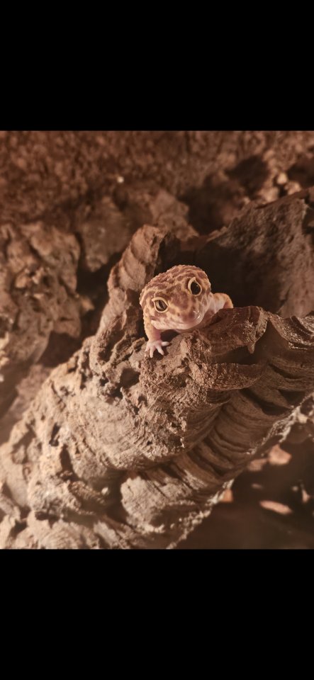 Leopardgeckos 4 mal, 1 Männchen 3 Weibchen - Reptilien - Essen
