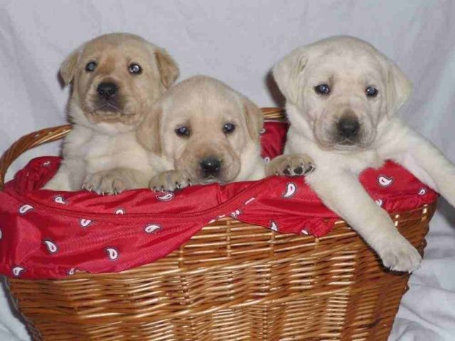 Labrador Welpen blond super Süß, Eltern HD+ED frei  - Haustiere - Emlichheim