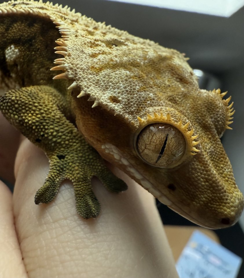 Kronengecko Männchen 2 1/2 Jahre - Reptilien - Halle