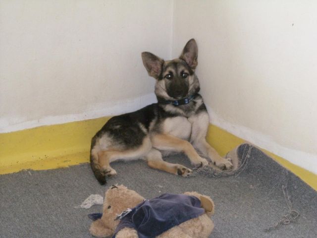 Hilfe, ich suche ein ganz liebevolles Zuhause - Hunde - Magdeburg