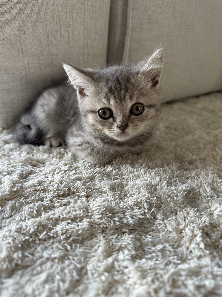 4 BKH Kitten aus einem Wurf - Katzen - Salzgitter