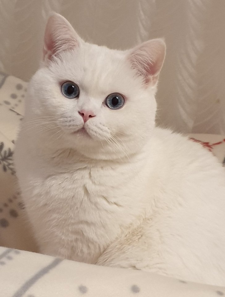 Deckkater BKH weiß mit blauen Augen (Kein Verkauf) - Katzen - Rodgau