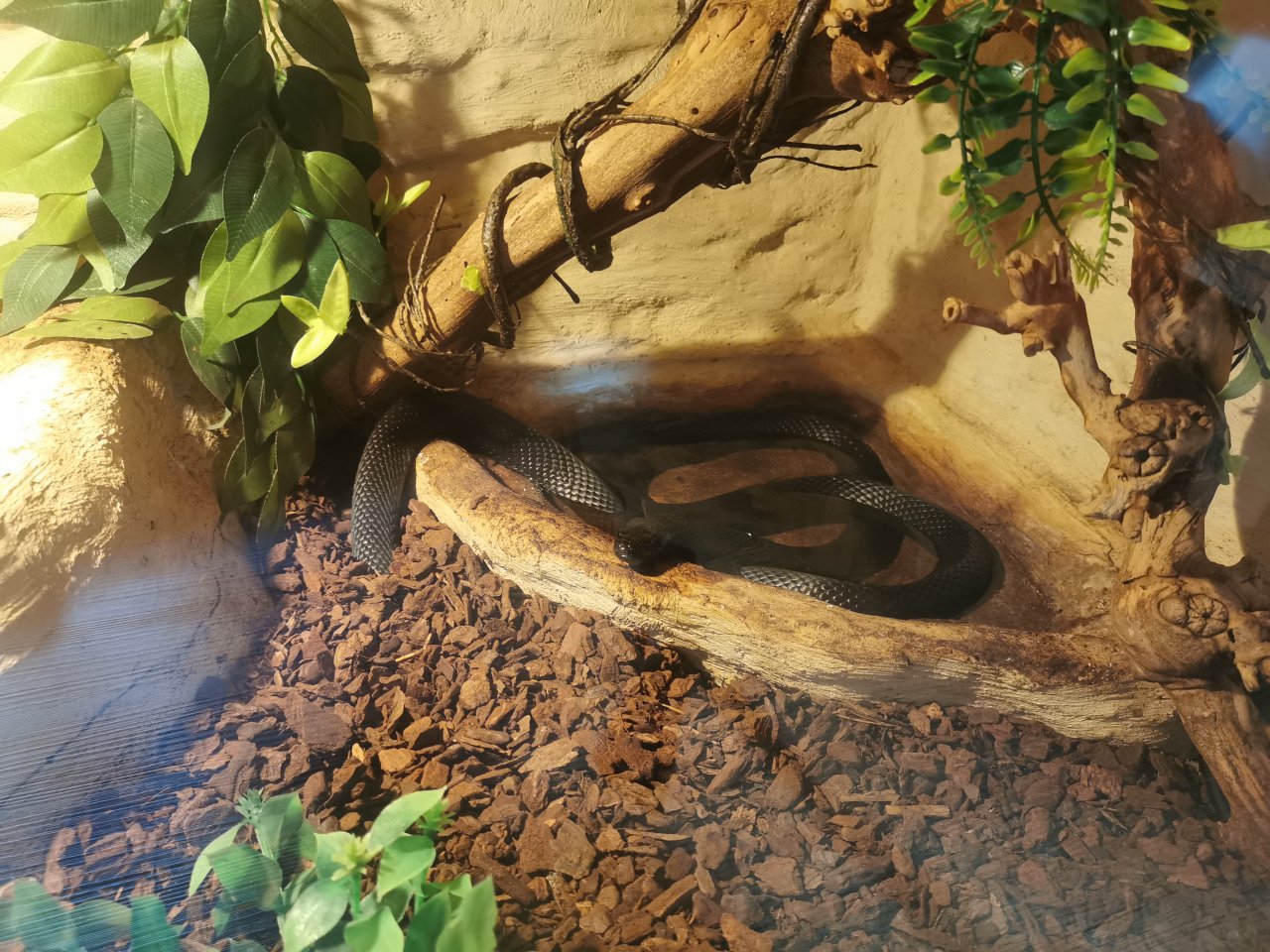 Schwarze Mexiko Königsnatter (Lampropeltis getula nigrita) - Reptilien - Schwerin
