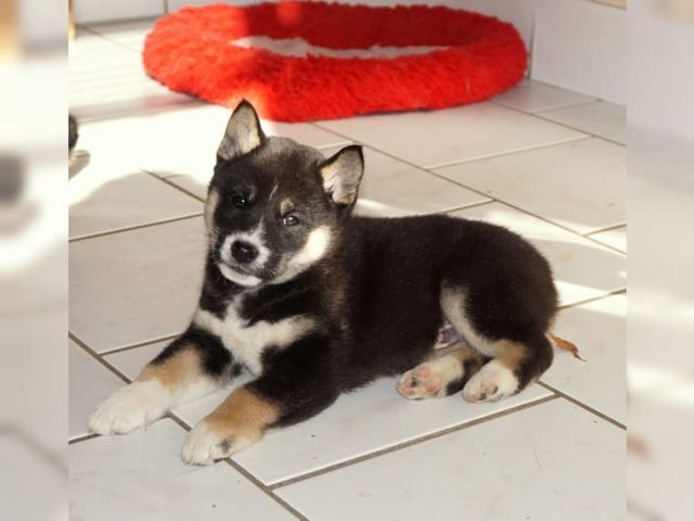 Bildschöne Rarität. Exclusive Shiba Inu Welpen abzugeben mit Stammbuch - Haustiere - Oldenburg