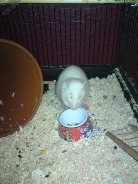 2 schöne Rattenmännchen + großer Käfig abzugeben - Ratten - Grünhainichen