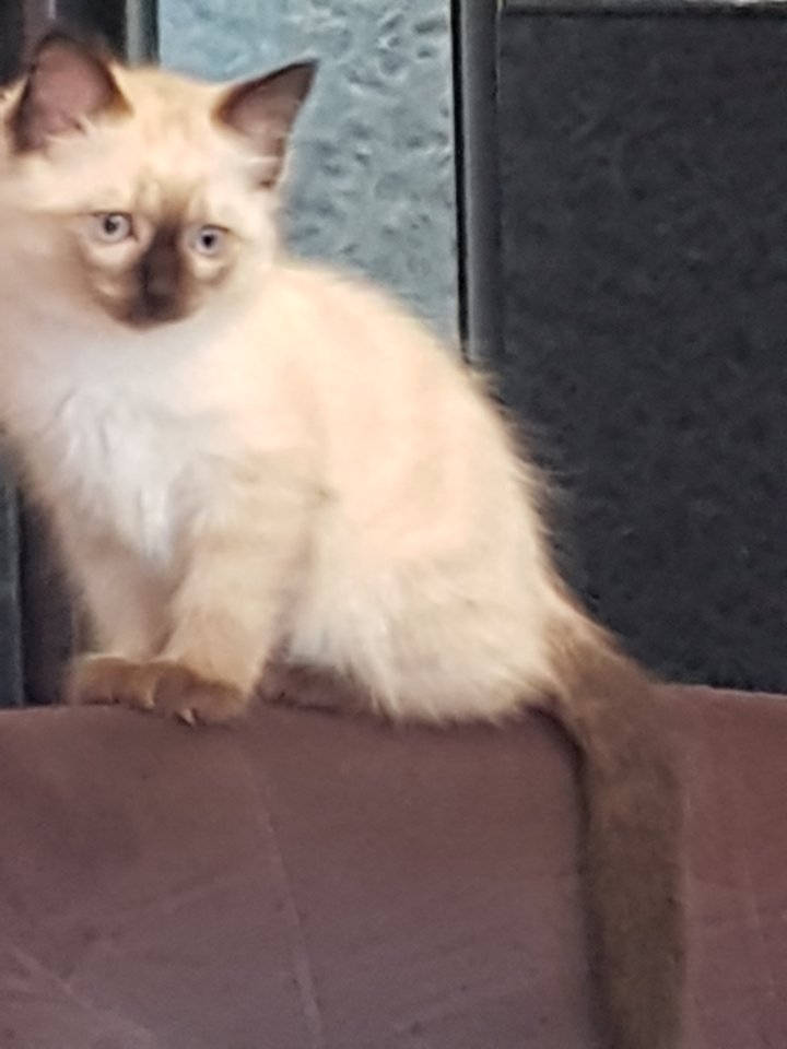 Reinrassige Balinesische Siam Kitten (Langhaar,Selten) - Katzen - Solingen