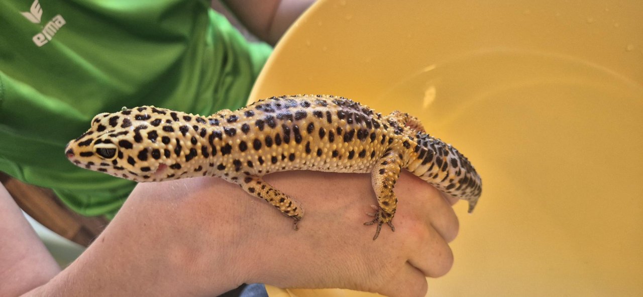 Leopardengecko in Terrarium inkl. üppigen Zubehör - Reptilien - Köln