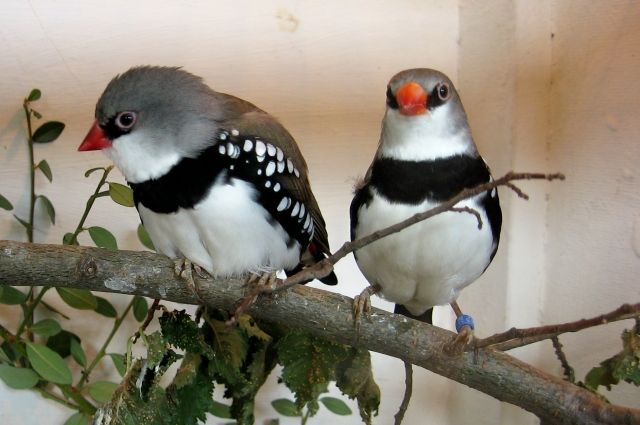 Prachtfinken - Voegel - Crimmitschau