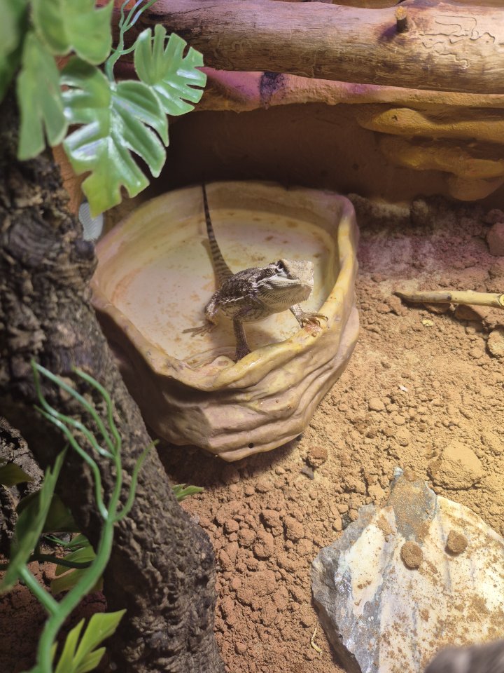 2 Zwergbartagamen (Weibchen/ Männchen) - Reptilien - Haldensleben