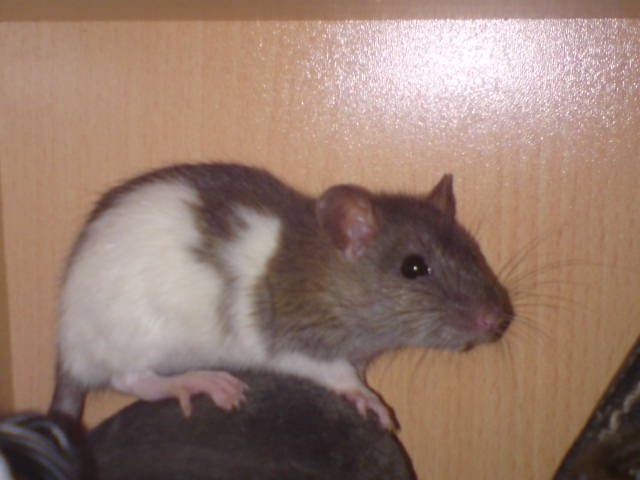 Rattenbabys 4 stück nur noch   3 Weibchen und 1 Männchen  - Ratten - Berlin