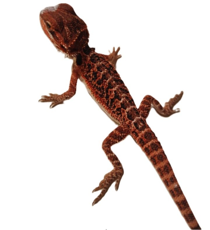 Suche schöne rote , weiße Bartagamen Farbagamen wie Cawley Red P. Vitticeps, Zer - Reptilien - Gunzenhausen