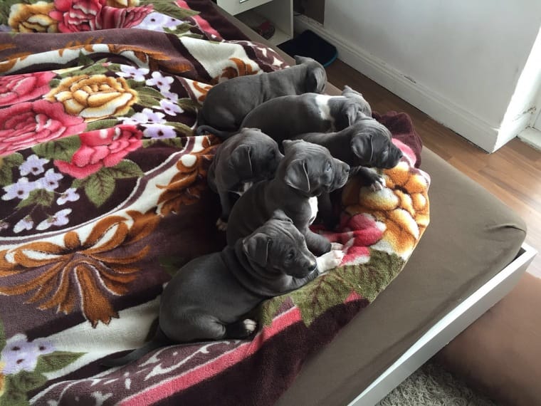 American Bully Welpen aus Top Verpaarung !! Geb 26.2.2021 !! - Hunde - Koblenz