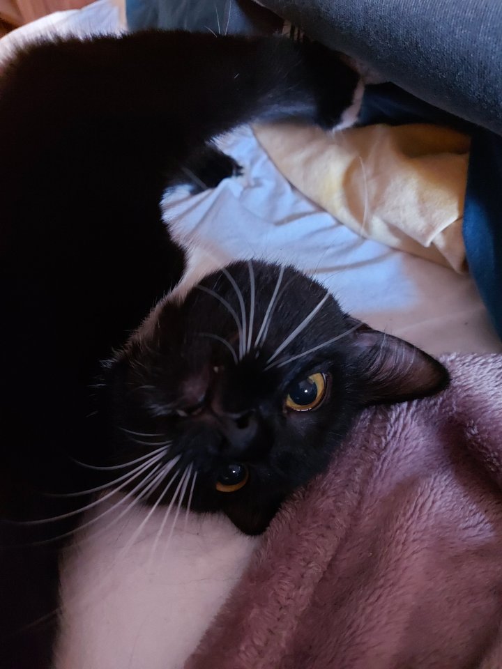 Zwei katzen suchen ein liebevolles Zuhause - Katzen - Marzahn