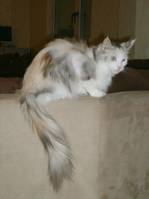 2 Maine-Coon-Damen - Haustiere - Alsdorf