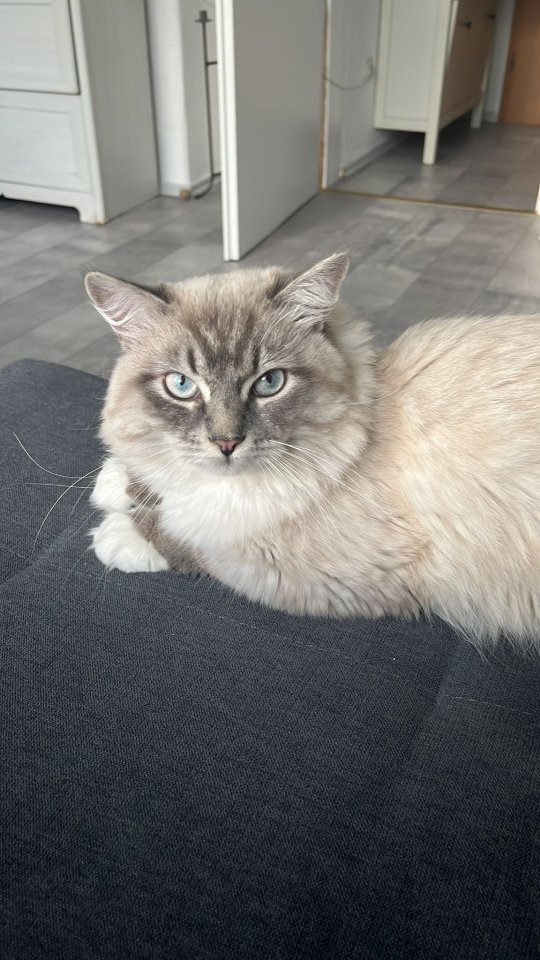 Reinrassig sibirische waldkatze, neva, Maine Coon, siam, perser, bkh - Katzen - Hamm