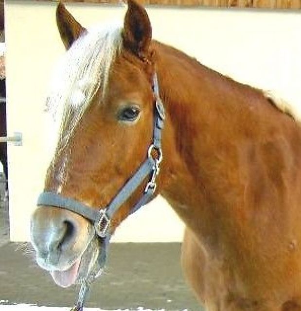 Zuverlässiges Mädchen sucht REITBETEILIGUNG - Reitbeteiligung - Germering