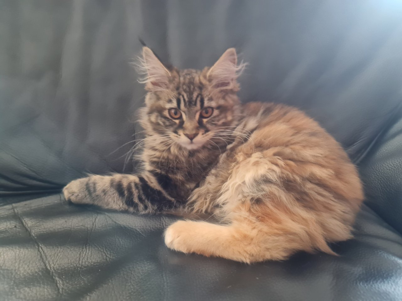 Maine Coon Kitte XXL abholbereit - Katzen - Ochtrup