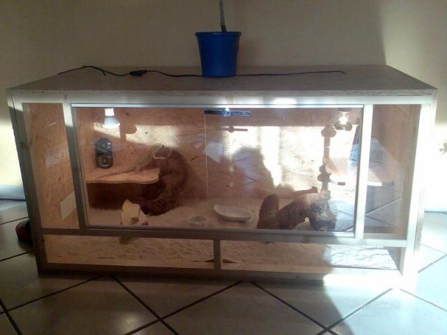 Terrarium + Bartagame + zubehör - Terrarien - Duisburg