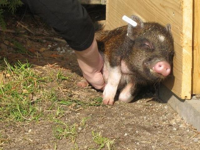 Süße kleine Minischweine - Sonstige Haustiere - Edemissen