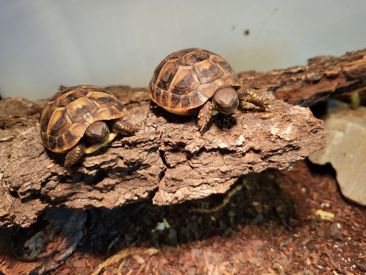 Griechische Landschildkröten (Testudo hermanni) - Reptilien - Dorsten