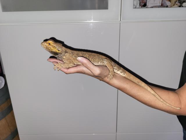 3 Bartagamen (2 Weibchen, 1 Bock), handzahm - Reptilien - Mönchengladbach 