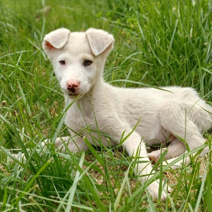 Lakis / Status: sucht ein Zuhause - Hunde - Krefeld