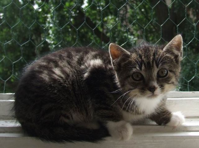 SORGENFELLCHEN   KITTEN mit IMPFPASS - Katzen - Berlin