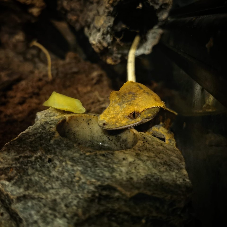 Kronengecko (m) + Exo Terra 90x60x60 cm Komplettterrarium - Reptilien - Stuttgart