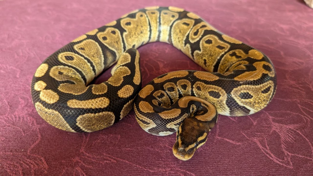 Königspython Weibchen - Reptilien - Gifhorn