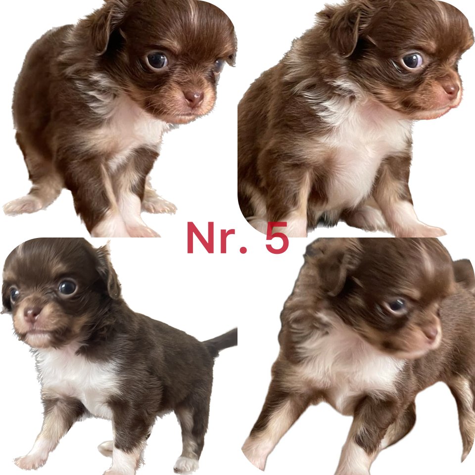 Süße Chihuahua Welpen - Hunde - Ampfing