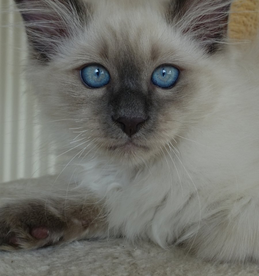 Heilige Birma Kater Katze Mika abholbereit - Katzen - Singen
