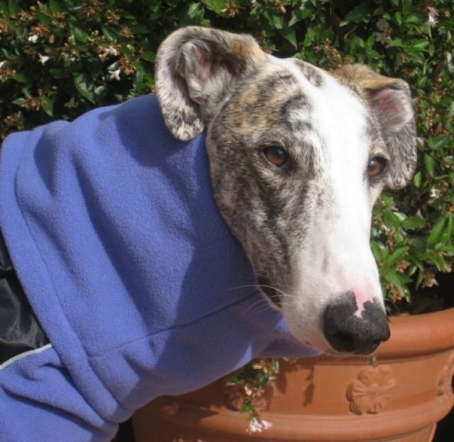 Schöne, warme Winterjacken für Galgos - Zubehoer Haustiere - dusseldorf