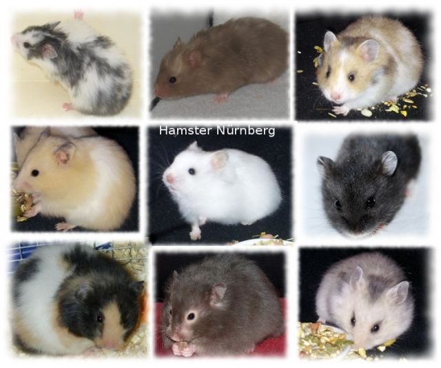 Hamster ( Goldhamster / Teddyhamster ) aus Hobbyzucht - Hamster - Nürnberg