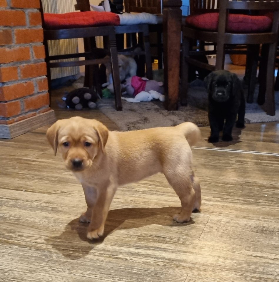 Labrador Welpen Reinrassig - Hunde - Sudwalde