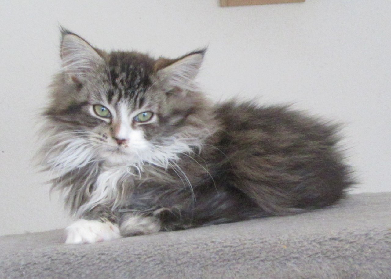 Maine Coon Kätzchen - 2 Kater, 1 Kätzchen - Katzen - Schwenningen