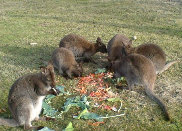 Rotnackenwallaby/ Bennettkänguru - Sonstige Nutztiere - Feuchtwangen
