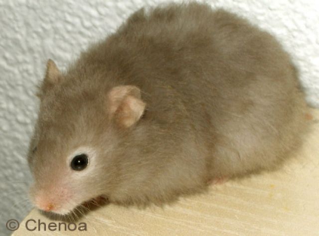Junge, süsse Teddyhamster - Hamster - Küsnacht