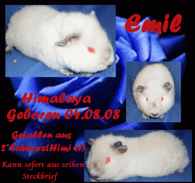 Süße US-Teddys Meerschweine - Meerschweinchen - Berlin