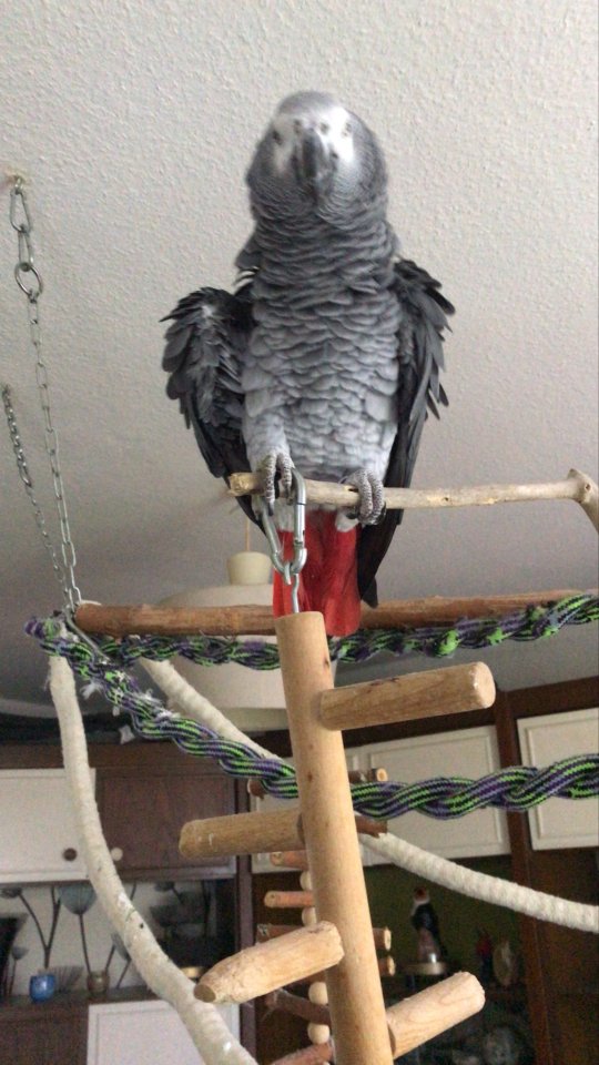 Suche Mohrenkopf Papagei/Senegalpapgei - Voegel - Sottrum