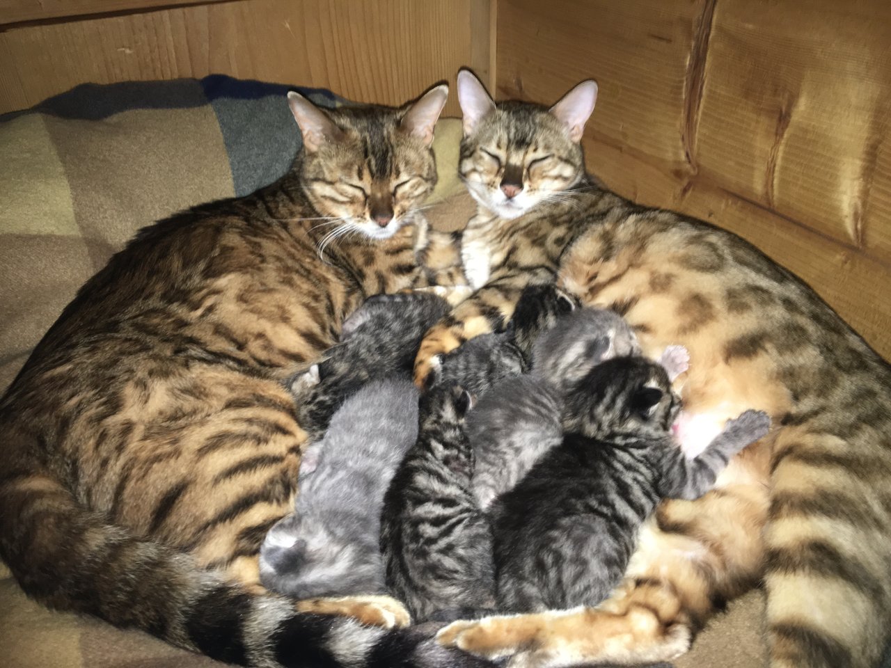 Bengal russisch blau Kitten - Katzen - Blaichach 