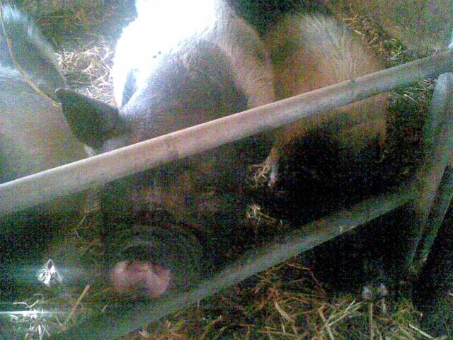 Zwerghängebauchschweine - Zubehoer Haustiere - Mühbrook Schleswig-Holstein