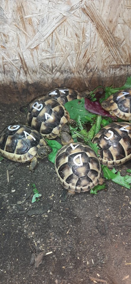 Testudo marginata NZ 2024 - Reptilien - Illerkirchberg