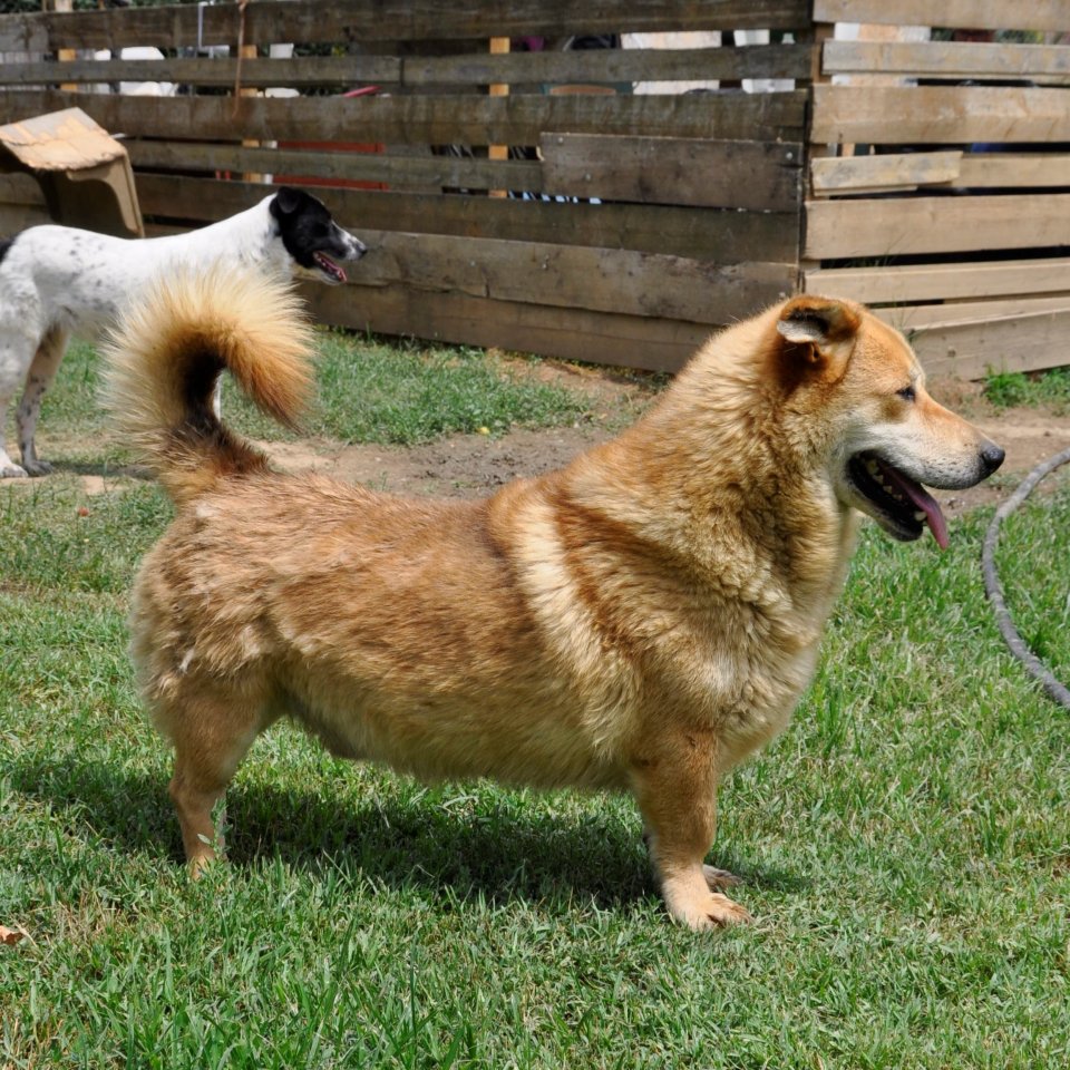 Narvi sucht ein Zuhause - Hunde - Krefeld