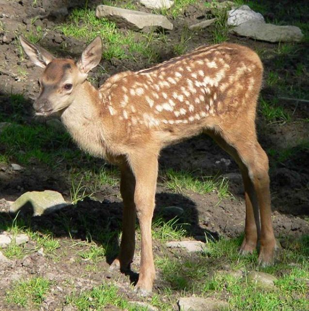 Wildgehege - Sachkunde - Lehrgang - Sonstige Nutztiere - Haslach i.K.
