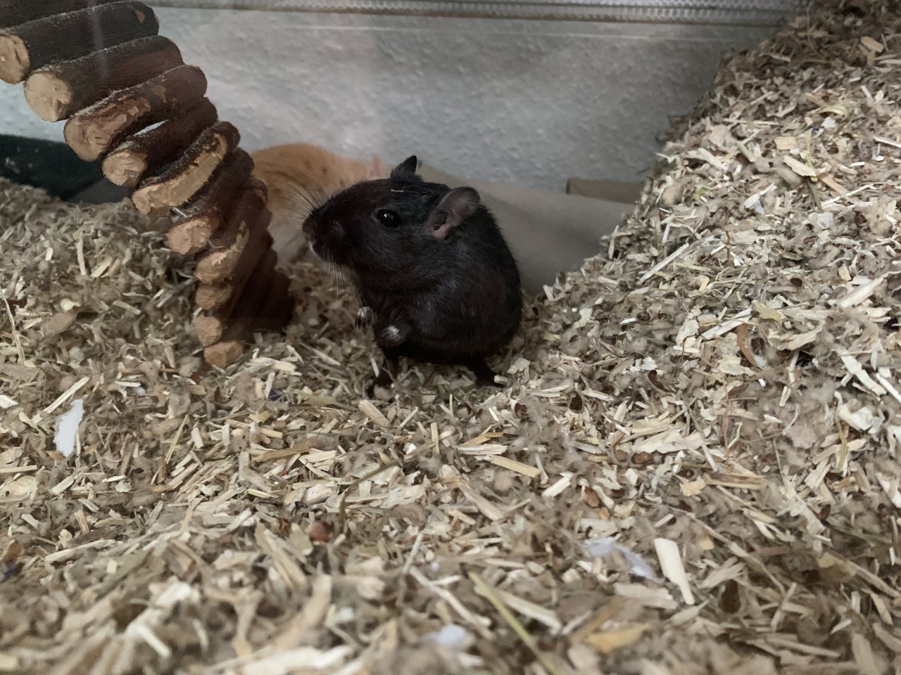 2 Mongolische Wüstenrennmäuse - Nagetiere - Münster