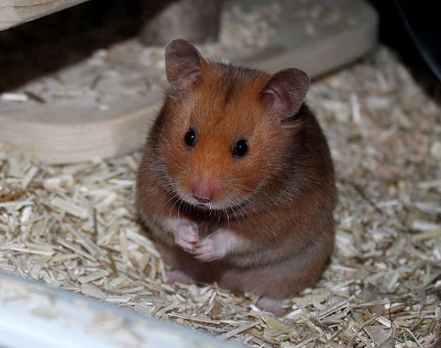 Goldhamster sehr lieb - Hamster - Braunschweig