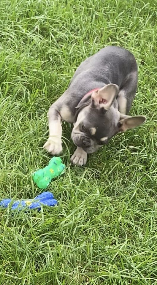 Französische Bulldoggen Welpen Lilac Tan & Schoko Blue - Hunde - Köln