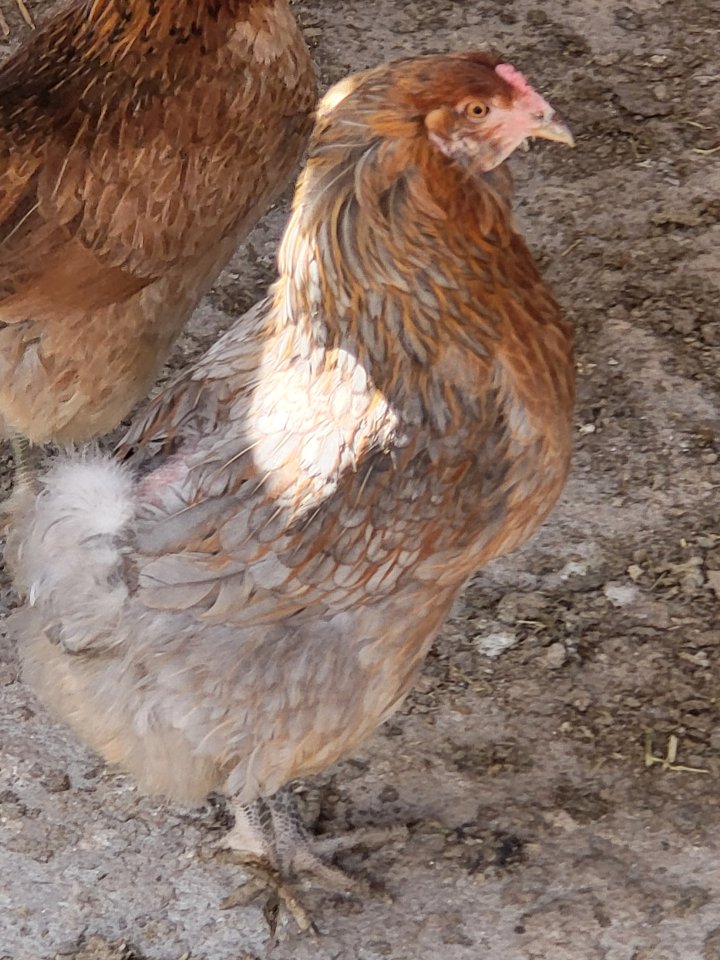 Bruteier meiner Reinrassigen Araucana - Nutztiere - Sömmerda